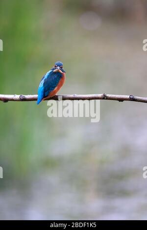 Kingfisher, Alcedo atthis, regardant directement l'appareil photo. Réserve naturelle de Brandon Marsh, Angleterre, Royaume-Uni Banque D'Images