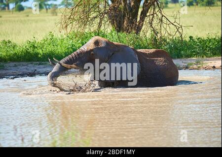 Un jeune éléphant féminin se trompe dans un trou d'eau et en profitant de la vie Banque D'Images