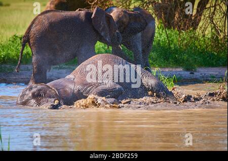 Un jeune éléphant féminin se trompe dans un trou d'eau et en profitant de la vie Banque D'Images