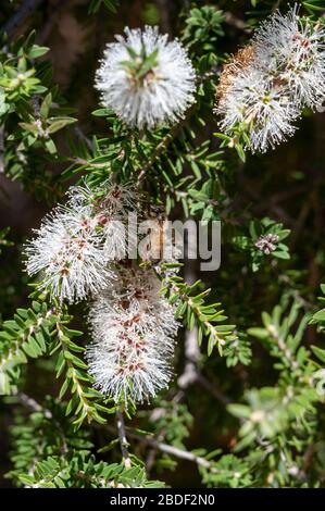 Fleur de forme de bouteille blanche, callistemon Salignus, en fleur avec l'abeille de miel, floraison le long de la Great Ocean Road, Australie Banque D'Images