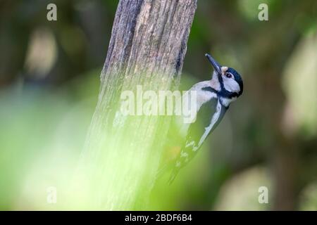 Pic à pois, Dendrocopos Major, chasse pour la nourriture sur un tronc d'arbre mort, forêt de Wyre, Worcestershire, Angleterre, Royaume-Uni Banque D'Images