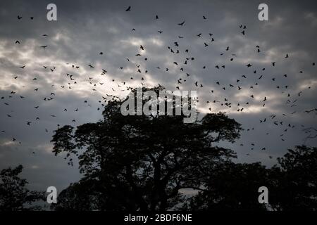 Les étoiles dans les arbres qui migrent, les oiseaux dans la liberté, NatureShwedagon Paya pagode Myanmer célèbre lieu sacré et attraction touristique site touristique. Yangon, Myanma Banque D'Images