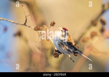 Sondage de rouge commun sur un aulne noir. Les resondages communs s'assoient dans un arbre. Banque D'Images