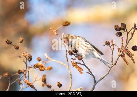 Sondage de rouge commun sur un aulne noir. Les resondages communs s'assoient dans un arbre. Banque D'Images