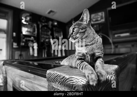 Aloof savane chat assis au coin d'une table de billard Banque D'Images