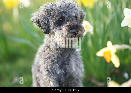 Joli petit caniche naine gris assis dans un carreau de narcisse de couleur jaune Banque D'Images