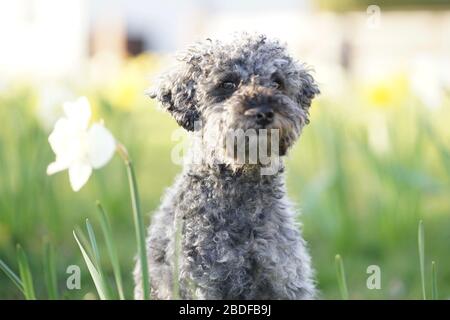 Joli petit caniche naine gris assis dans un carreau de narcisse de couleur jaune Banque D'Images