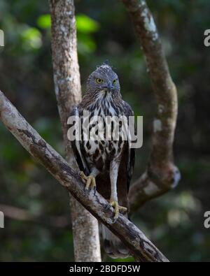 Eagle Hawk changeable dans le parc national de Wilpattu, au Sri Lanka Banque D'Images