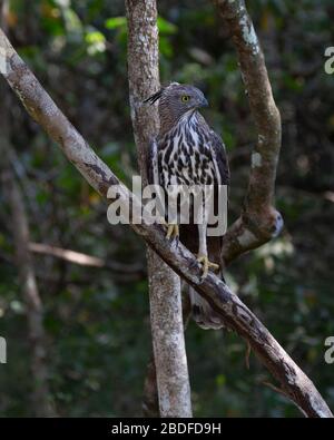 Eagle Hawk changeable dans le parc national de Wilpattu, au Sri Lanka Banque D'Images