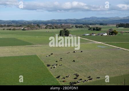 Troupeau de vaches, Bos taurus, dans le champ, Martinborough, North Island,Nouvelle-Zélande Banque D'Images