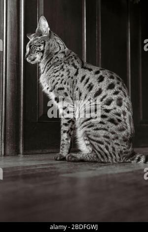 Vue latérale d'un chat de savane assis sur un plancher de bois à l'intérieur Banque D'Images