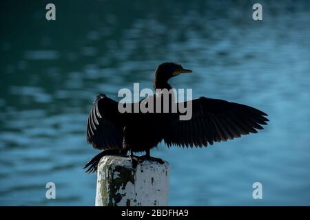 Black Shag, Phalacrocorax carbo, ailes de séchage, Anakiwa, Queen Charlotte Sound,Marlborough, Île du Sud, Nouvelle-Zélande Banque D'Images