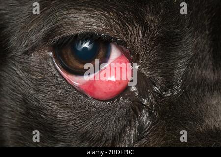 gros plan photo d'un chien noir avec cerisier, chien de canne corso race Banque D'Images