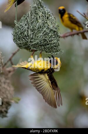 Un oiseau de village de tisserand, Ploceus cuculatus, se pend à l'envers sur son nid, ailes se propagent Banque D'Images