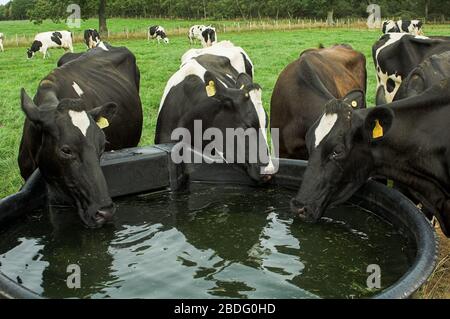 Les bovins laitiers boivent de l'eau douce propre à partir d'un bac à eau. Cumbria, Royaume-Uni. Banque D'Images