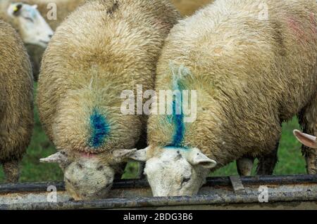 Grosses lamelles, environ 8 mois, manger de l'alimentation à partir d'une auge. Cumbria, Royaume-Uni. Banque D'Images