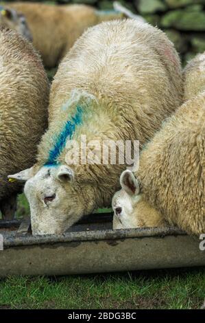 Grosses lamelles, environ 8 mois, manger de l'alimentation à partir d'une auge. Cumbria, Royaume-Uni. Banque D'Images