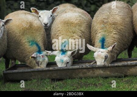 Grosses lamelles, environ 8 mois, manger de l'alimentation à partir d'une auge. Cumbria, Royaume-Uni. Banque D'Images