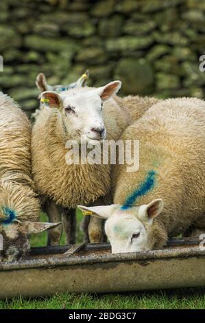 Grosses lamelles, environ 8 mois, manger de l'alimentation à partir d'une auge. Cumbria, Royaume-Uni. Banque D'Images