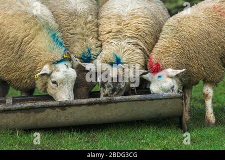 Grosses lamelles, environ 8 mois, manger de l'alimentation à partir d'une auge. Cumbria, Royaume-Uni. Banque D'Images