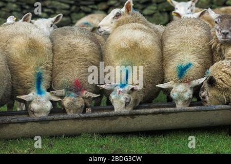 Grosses lamelles, environ 8 mois, manger de l'alimentation à partir d'une auge. Cumbria, Royaume-Uni. Banque D'Images