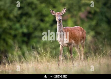 Alerte cerf rouge arrière regardant dans l'appareil photo sur un pré avec herbe sèche en été Banque D'Images