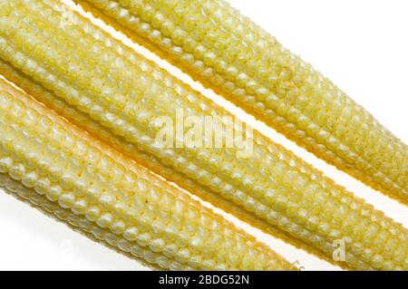 Maïs-Sweetcorn pour bébé sur fond blanc. Banque D'Images