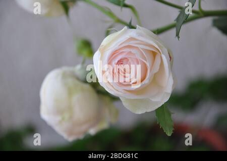 Une élégante rose rose rose et blanche sur la branche verte dans le jardin.Valentines fond. Rose rose avec feuilles fraîches. Fleurs vives. Banque D'Images