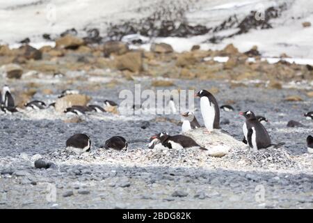 Gentoo King of the Hill Banque D'Images