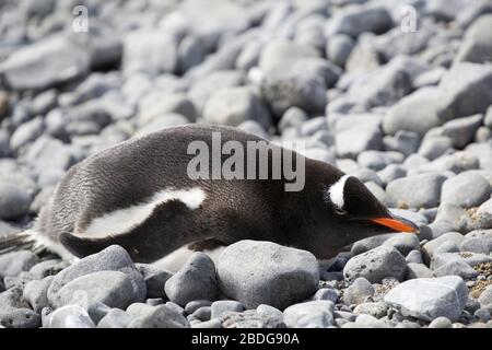 Gentoo nichant sur la plage Banque D'Images