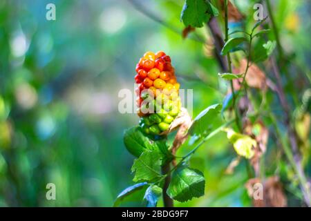 Arum italicum avec regroupée sur baies vertes et orange,un des la plupart des plantes toxiques. Banque D'Images