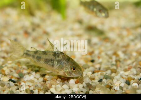 Le poisson-chat marbré (Corydoras paleatus), un poisson d'aquarium d'eau douce populaire Der Marmorierte Panzerwels (Corydoras paleatus), éine beliebter Süßwasser- Banque D'Images