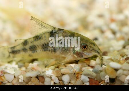 Le poisson-chat marbré (Corydoras paleatus), un poisson d'aquarium d'eau douce populaire Der Marmorierte Panzerwels (Corydoras paleatus), éine beliebter Süßwasser- Banque D'Images