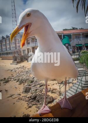 Un seul mouette bravely atterrit sur un râle dans un restaurant local du nord de la Californie à la recherche d'un document. Banque D'Images