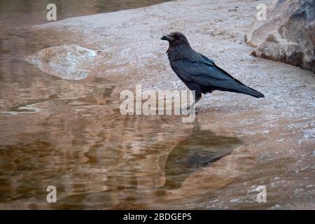 Un seul corbeau se tient au bord de l'eau du fleuve colorado dans le grand canyon après avoir pillé un camp de rafters de rivière. Banque D'Images