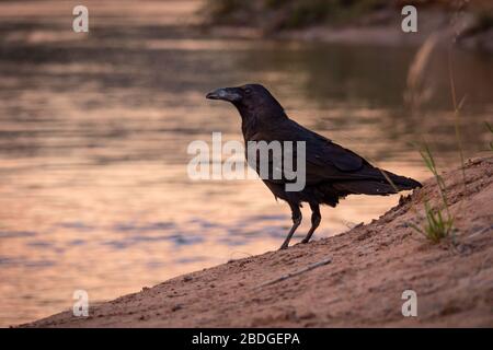 Un seul corbeau se tient au bord de l'eau du fleuve colorado dans le grand canyon après avoir pillé un camp de rafters de rivière. Banque D'Images