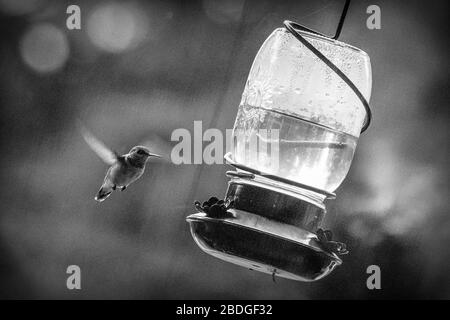 Une photo en noir et blanc d'un colibri solo approchant un convoyeur suspendu d'une maison. Banque D'Images