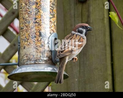 Bruant mâle pour arbre adulte (Passer montanus) sur un oiseau de jardin, Écosse, Royaume-Uni Banque D'Images