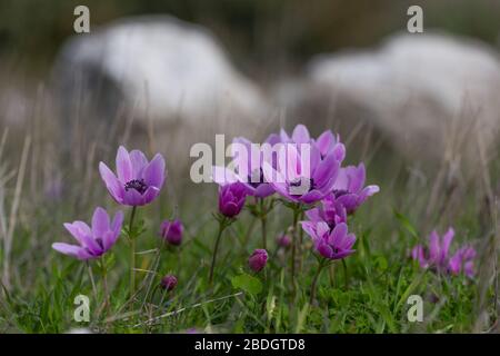 Anemone coronaria, également connue sous le nom de marigold espagnol en Turquie en plein air en hiver, la primrose méditerranéenne. Banque D'Images