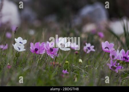 Anemone coronaria, également connue sous le nom de marigold espagnol en Turquie en plein air en hiver, la primrose méditerranéenne. Banque D'Images