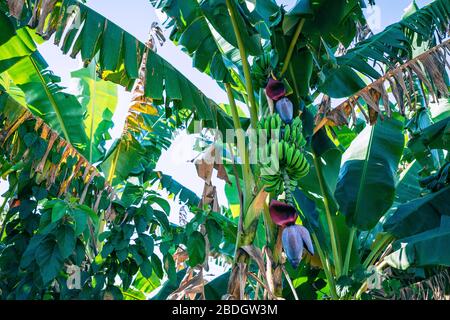 La vallée de Vinales (Valle de Vinales), destination touristique populaire. Plantation de tabac. Pinar del Rio, Cuba. Banque D'Images