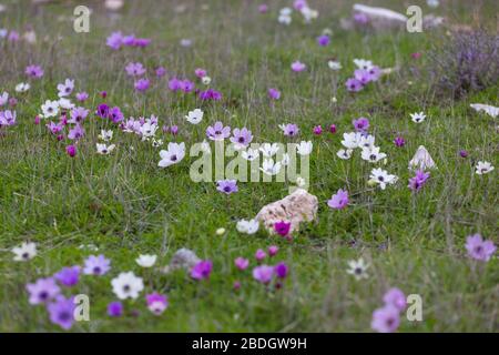 Anemone coronaria, également connue sous le nom de marigold espagnol en Turquie en plein air en hiver, la primrose méditerranéenne. Banque D'Images