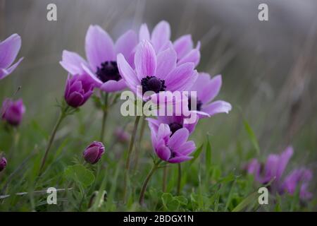 Anemone coronaria, également connue sous le nom de marigold espagnol en Turquie en plein air en hiver, la primrose méditerranéenne. Banque D'Images