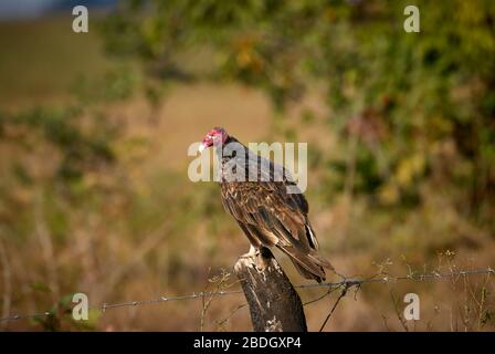 Turquie Vautour, Cathartes aura, VAUTOUR, LOS LLANOS, Venezuela, Amérique du Sud, Amérique Banque D'Images