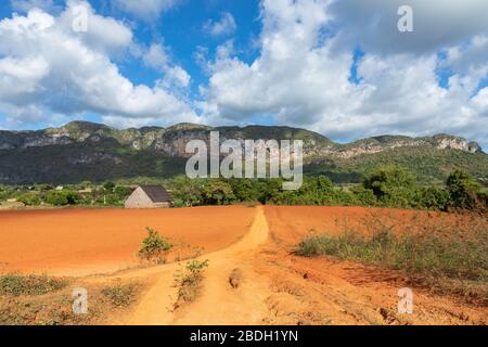 La vallée de Vinales (Valle de Vinales), destination touristique populaire. Plantation de tabac. Pinar del Rio, Cuba. Banque D'Images