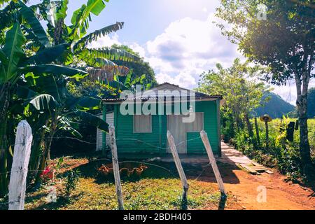 Plantation de tabac avec hutte et palmiers en arrière-plan. La vallée de Vinales (Valle de Vinales), destination touristique populaire. Pinar del Rio, Cuba. Banque D'Images