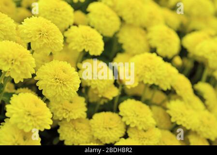Fleuristes Daisy Taiwan Banque D'Images