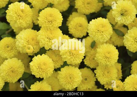 Fleuristes Daisy Taiwan Banque D'Images