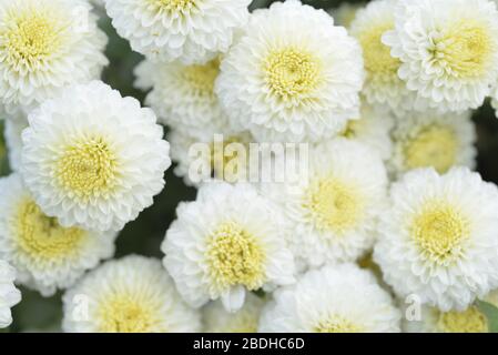 Fleuristes Daisy Taiwan Banque D'Images
