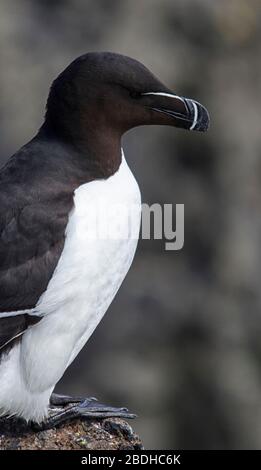 Rasoirs d'oiseaux de mer sur Cliff Edge Banque D'Images